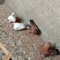 کبوتر