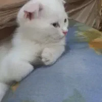 بچه گربه اسکاتیش