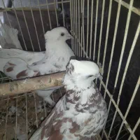 کبوتر نر و ماده کاکلی نر پشت قرمز و ماده خال قرمز