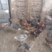 جوجه غاز و جوجه و مرغ و خروس لاری