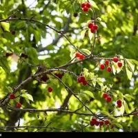 فروش باغ