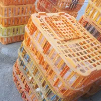 مرغ گوشتی