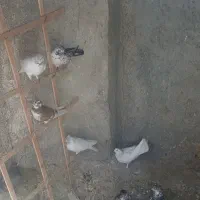 کبوتر یا کفتر فوق پرشی برای گرو و مسابقه