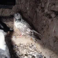 کبوتر|پرنده|نیمروز, |دیوار