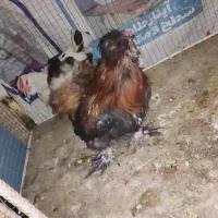 مرغ و خروس سلطان
