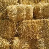 سراچینا (کاه)  هاشمی  امساله تو حیاط خونه