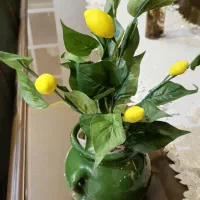 درختچه کوچک لیمو