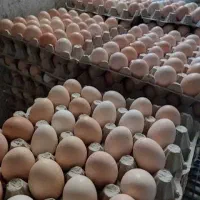 تخم مرغ محلی عمده