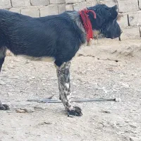 سگ ماده قدرجونی