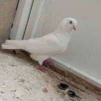کبوتر نر سفید چشم سفید