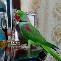 شاه طوطی نر اسکندر بالغ