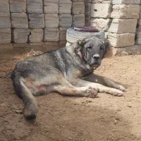 سگ سرابی نر اصیل