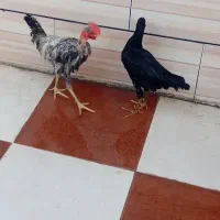 مرغ و خروس جوان
