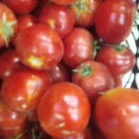 گوجه فرنگی درجه یک