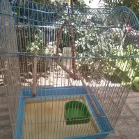 قفس پرنده