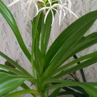 گل سوسن کمیاب
