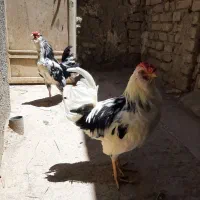 خروس گلین