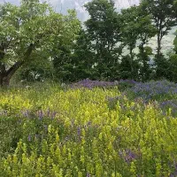 علف ریسه ای