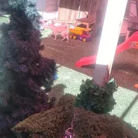 پانسیون گربه وسگ قیمت کمتر مکان بهتر