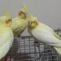 جوجه لوتینو