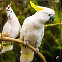 تخم نطفه‌دار طوطی‌سانان بزرگ