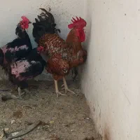 پرنده