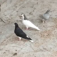 فروش کبوتر در زرقان