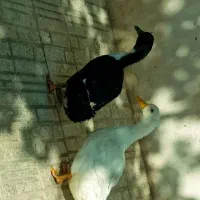 حیوانات
