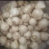 موسیر زاگرس