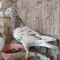 زرد هفرنگ نر کبود نر زرد هفرنگ ماده