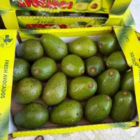 آووکادو کنیا عمده ویژه حجره داران مشهد