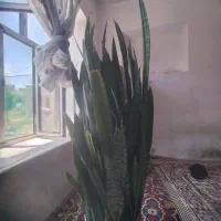 گل بسیار تمیز