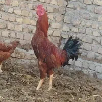 خروس لاری