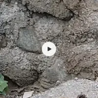 جوجه نیمچه نژاد دار