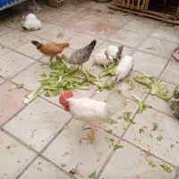 خرگوش غذا خور و مرغ خروس خانگی