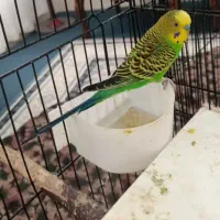 گمشده