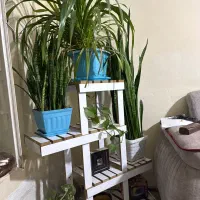 استندگل ارزون همراه با گل رایگان