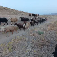 بره نر پایه پروار