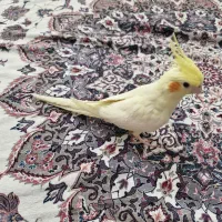 عروس هلندی