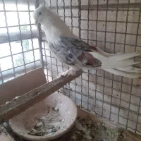 کبوتر