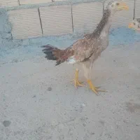 جوجه لاری نسل