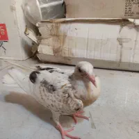براتون هم میارم