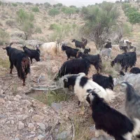 بز کهره دار