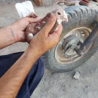 کبوتر بور دمسفید