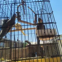 عروس هلندی