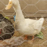 مرغ وخروس و جوجه