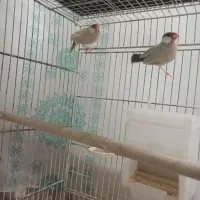 فنچ نرگسی شکلاتی