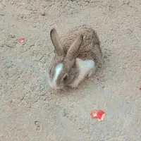 خرگوش