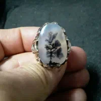 شجر تک درخت قواره دار قائن گل سیاه