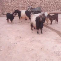 بز جوان
